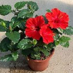 Gudhal Live Plant gudhal ka podha for home and garden