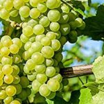 Grapes Live Plant for Home and Garden
