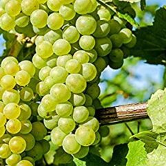 Green grapes live plant at bonsai plants nursery