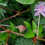 Lajwanti Mimosa Pudica Sensitive Touch Me Not Live Plant chui mui ka podha