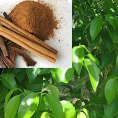 Buy cinnamon live plant for indoor and outdoor gardening