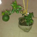 Mosambi Live Plant (Mosambi ka paudha) for Home and Garden