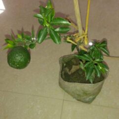Mosambi live plant for home garden