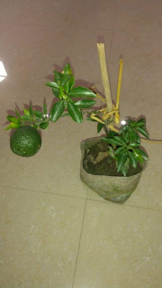 Mosambi live plant for home garden