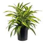 Victoria live Plant victoria ka podha