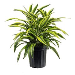 Buy victoria live plant for indoor gardening online nursery