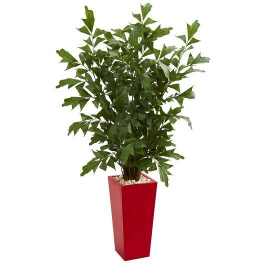 Buy fishtail live plant for home and garden online nursery