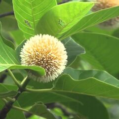 Kadam live plant for home and garden
