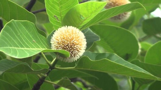 Kadam live plant for home and garden