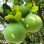 Sweet Lime/ Malta / Chakotra live Plant chakotra ka podha