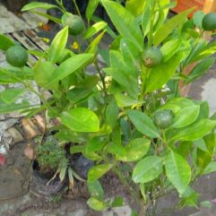 Narangi live plant at bonsai plants nursery