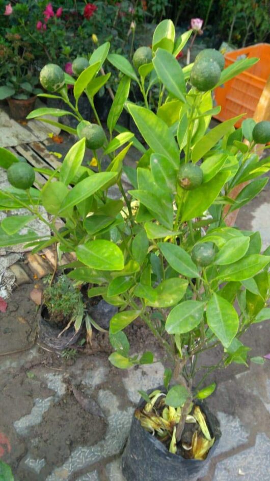 Narangi live plant at bonsai plants nursery