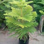 Araucaria Live Plant (X mas tree ) Araucaria ka podha