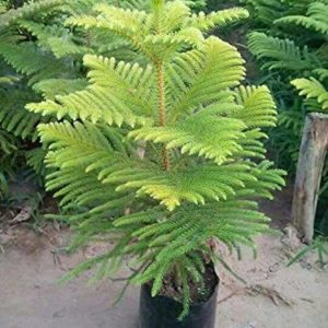 Norfolk Island Pine Plant Care Bonsai Plants Nursery