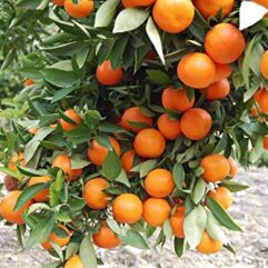 Orange plant with fruits in the pot