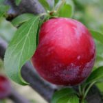 Plum live plant Aalu Bukhara ka podha