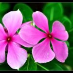 sadabahar Live plant sadabahar ka podha for home and garden