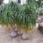 China Palm Live plant China Palm ka podha
