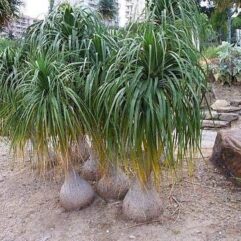 Buy china palm live plant online nursery