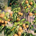 Pear Nashpati Live Plant