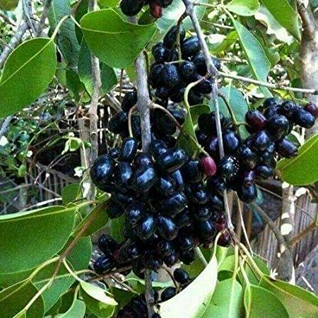 Indian blackberry fruit tree