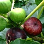 Fig Live Plant anjeer ka podha
