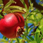 Pomegranate Live Plant for Home and Garden