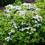 Spirea live Plant spirea ka podha