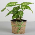 Syngonium live Plant syngonium ka podha