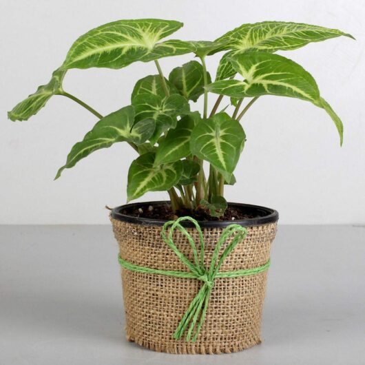 Buy money plant live plant for home and garden online nursery