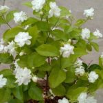 Bela Live Plant For Home and Garden