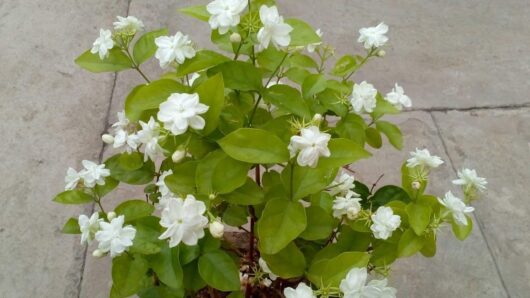 Buy bela live plant for home and indoor gardening