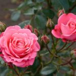 Hybrid Rose Live Plant (Pink)
