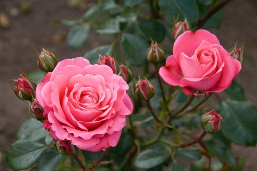 Hybrid rose plant for home and garden