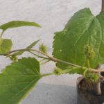 Mulberry sahtoot live plant(sahtoot ka paudha)
