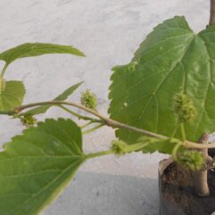 Sahtoot live plant at bonsai plants nursery