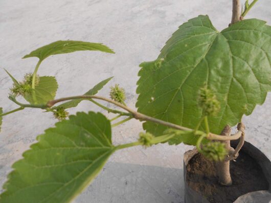 Sahtoot live plant at bonsai plants nursery