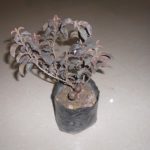 Black Bonsai Guava live plant