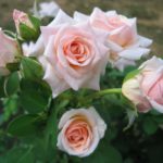 Hybrid Rose Live Plant (White)