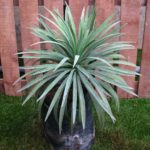 Silver youka live Plant silver youka ka podha