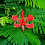 Gulmohar Live plant Gulmohar ka podha