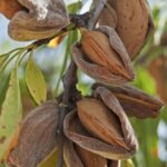 Almond live plant badam ka podha