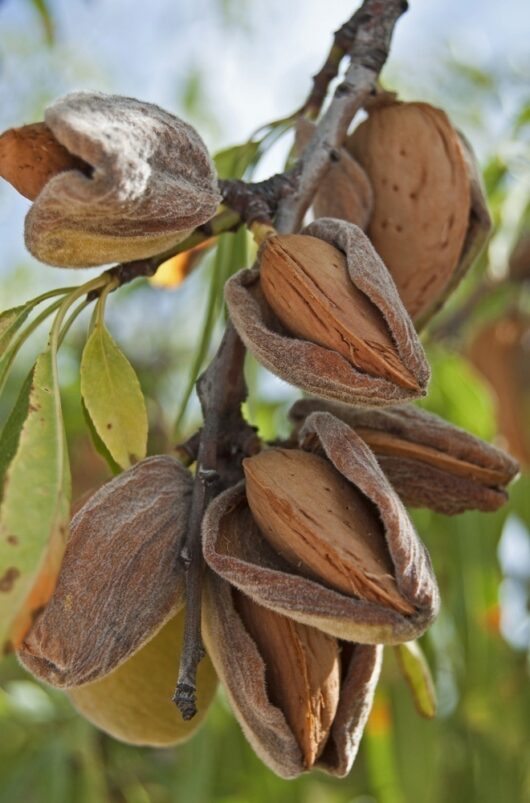 Almond_plant_order_online_home_delivery