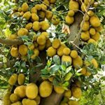Jack fruit Kathal Live Plant