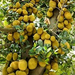 GRAFTED jackfruit plant for sale online