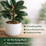 🌿 Rubber Plant (Ficus elastica) – Premium Indoor Plant