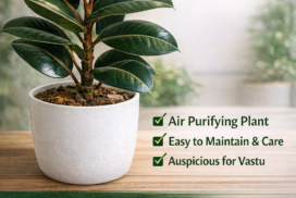 Premium_Rubber_Plant