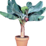 Banana Live Plant for Home and Garden