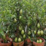 China amrood live Plant china amrood ka podha