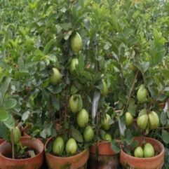 china-guava-plant-order-online